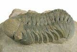 Detailed Reedops Trilobite - Orange Eye Facets #348417-3